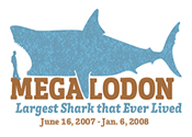 Florida Museum opens shark exhibit featuring 60-foot-long megalodon